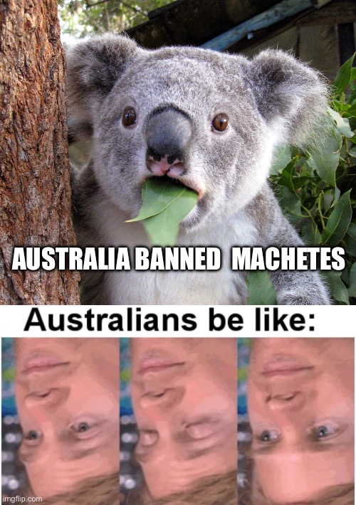 AUSTRALIA BANNED  MACHETES | image tagged in australian koala surprise wtf,australia,politics,political meme | made w/ Imgflip meme maker