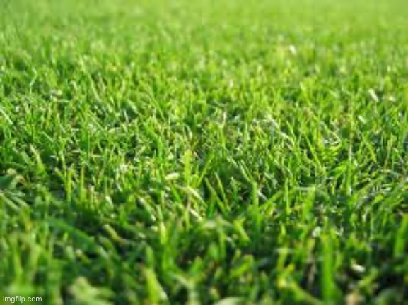 Greener grass | image tagged in greener grass | made w/ Imgflip meme maker