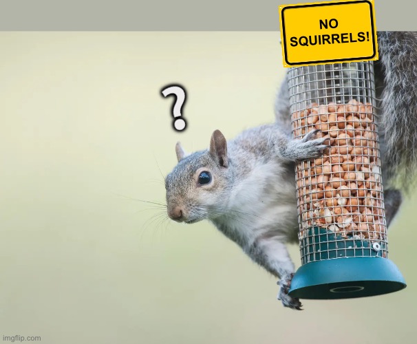 Theif squirrel | NO SQUIRRELS! ❔ | image tagged in theif squirrel | made w/ Imgflip meme maker