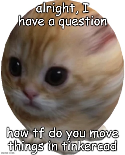 egg gatito | alright, I have a question; how tf do you move things in tinkercad | image tagged in egg gatito | made w/ Imgflip meme maker