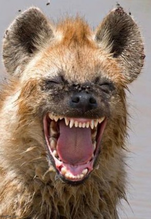 lol funny | image tagged in lol funny | made w/ Imgflip meme maker