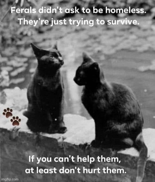Yeah I Agree | image tagged in cats,help,agreed,assholes,why | made w/ Imgflip meme maker