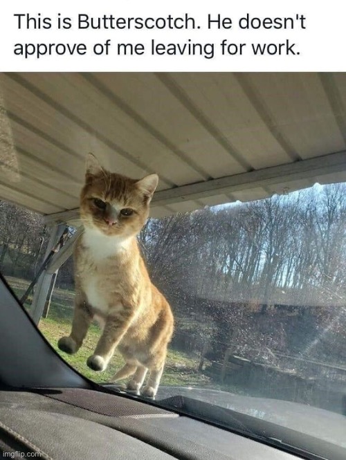 Butterscotch | image tagged in cats,funny cat memes,no,obey,kittens,funny cats | made w/ Imgflip meme maker