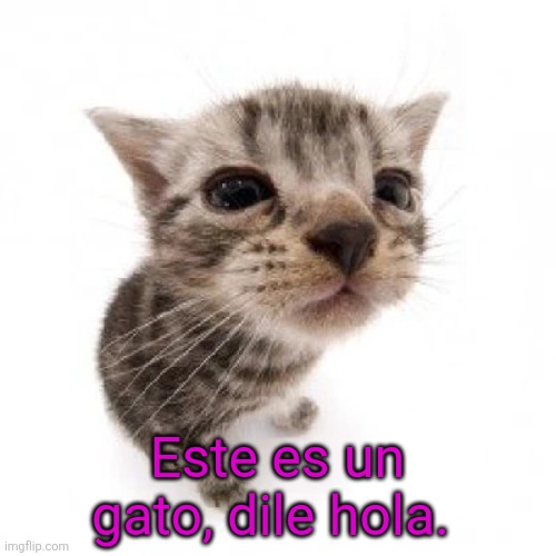 El gatito | Este es un gato, dile hola. | image tagged in el gatito | made w/ Imgflip meme maker