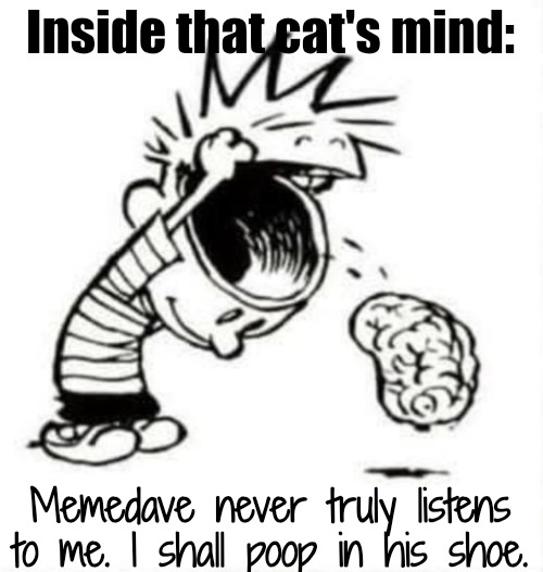 Have you lost your mind | Inside that cat's mind: Memedave never truly listens to me. I shall poop in his shoe. | image tagged in have you lost your mind | made w/ Imgflip meme maker