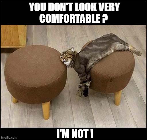 Cat Successfully Takes Up Two Stools ! | YOU DON'T LOOK VERY
COMFORTABLE ? I'M NOT ! | image tagged in cats,selfishness | made w/ Imgflip meme maker