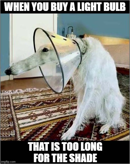 This Dog Reminds Me Of Something ? | WHEN YOU BUY A LIGHT BULB; THAT IS TOO LONG
FOR THE SHADE | image tagged in dogs,cone,lightbulb | made w/ Imgflip meme maker