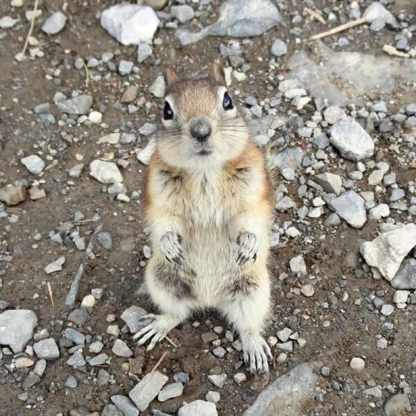chipmunk standing Blank Meme Template