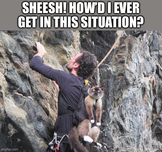 The human said he was going climbing and asked if I wanted to come along… | SHEESH! HOW’D I EVER GET IN THIS SITUATION? | image tagged in cats,climbing,what was i thinking | made w/ Imgflip meme maker