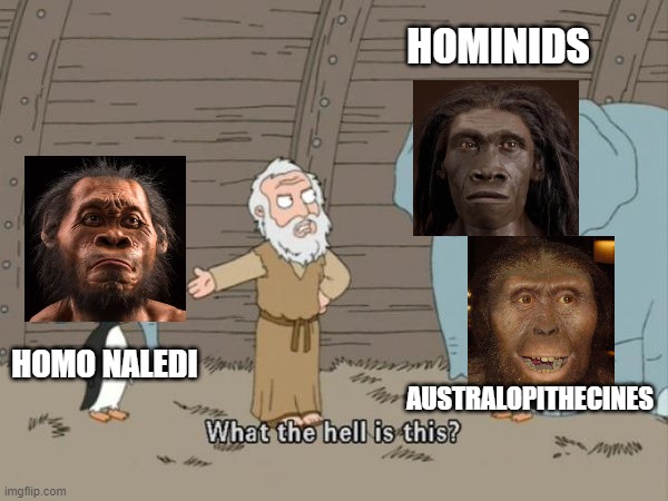 What the hell is this? | HOMINIDS; AUSTRALOPITHECINES; HOMO NALEDI | image tagged in what the hell is this | made w/ Imgflip meme maker