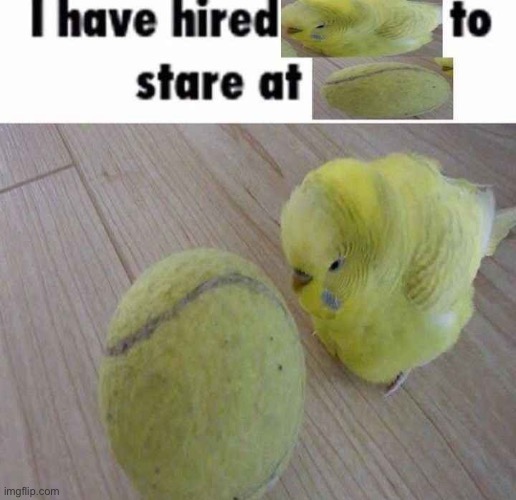I think he deserves a raise | image tagged in parrot,staring,at,ball,memes,shitpost | made w/ Imgflip meme maker