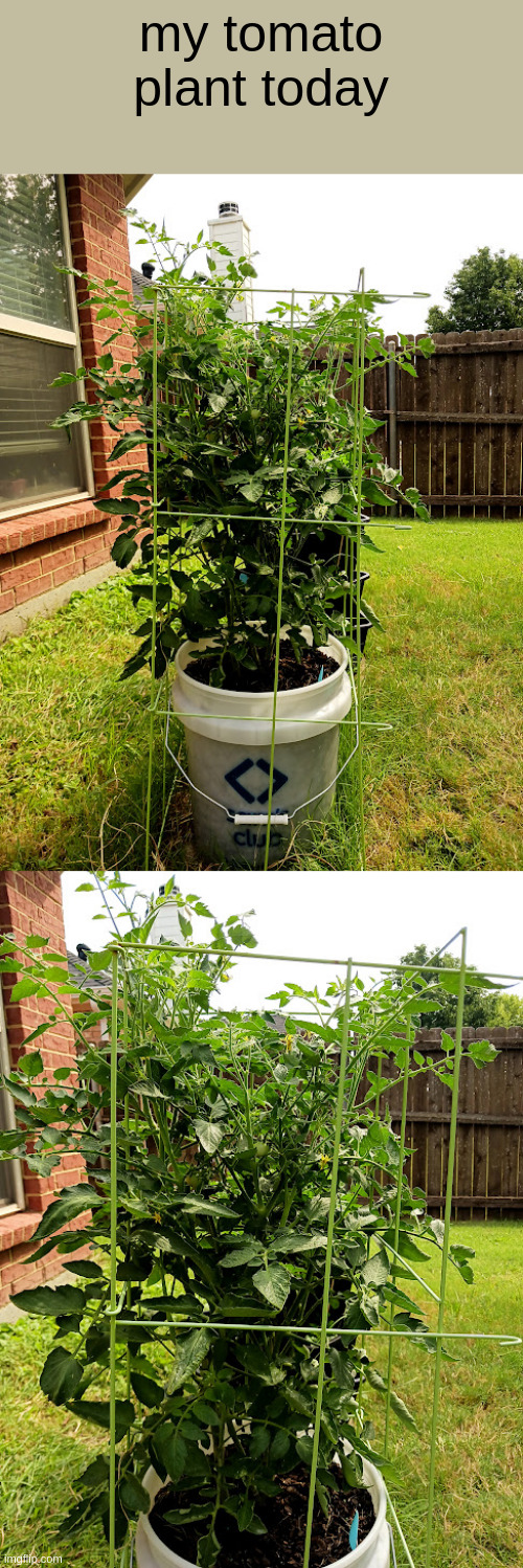 my tomato plant today | made w/ Imgflip meme maker