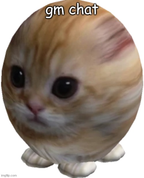 egg gatito | gm chat | image tagged in egg gatito | made w/ Imgflip meme maker