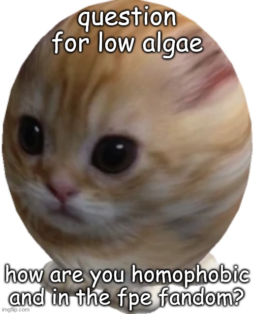 egg gatito | question for low algae; how are you homophobic and in the fpe fandom? | image tagged in egg gatito | made w/ Imgflip meme maker