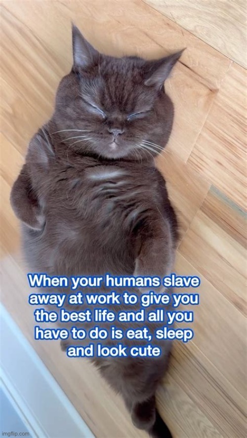 The life of a “domesticated” cat… | image tagged in cats,humans,slave away | made w/ Imgflip meme maker