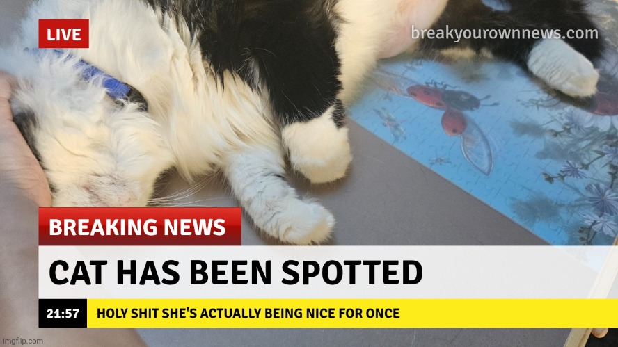 cat has been spotted | image tagged in cat has been spotted | made w/ Imgflip meme maker