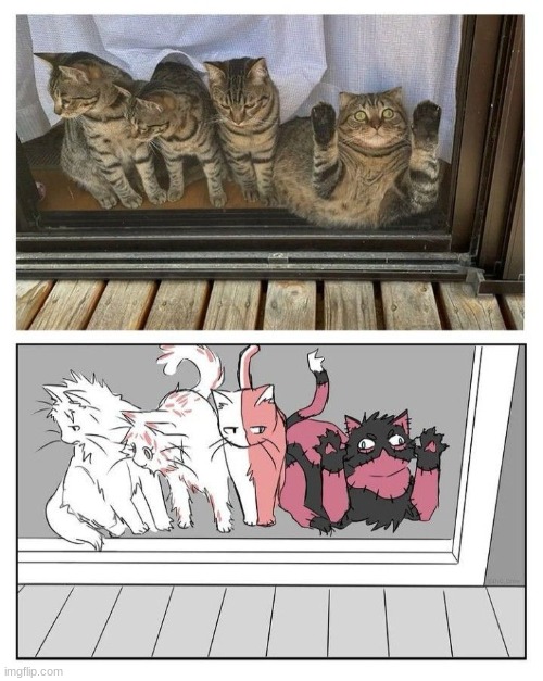 ah yes, the Todoroki cats | image tagged in mha,cat | made w/ Imgflip meme maker