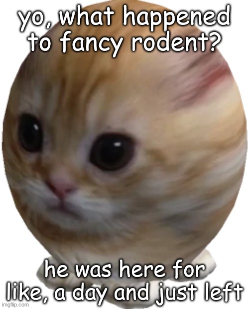 idk, he might have a life outside imgflip unlike me | yo, what happened to fancy rodent? he was here for like, a day and just left | image tagged in egg gatito | made w/ Imgflip meme maker