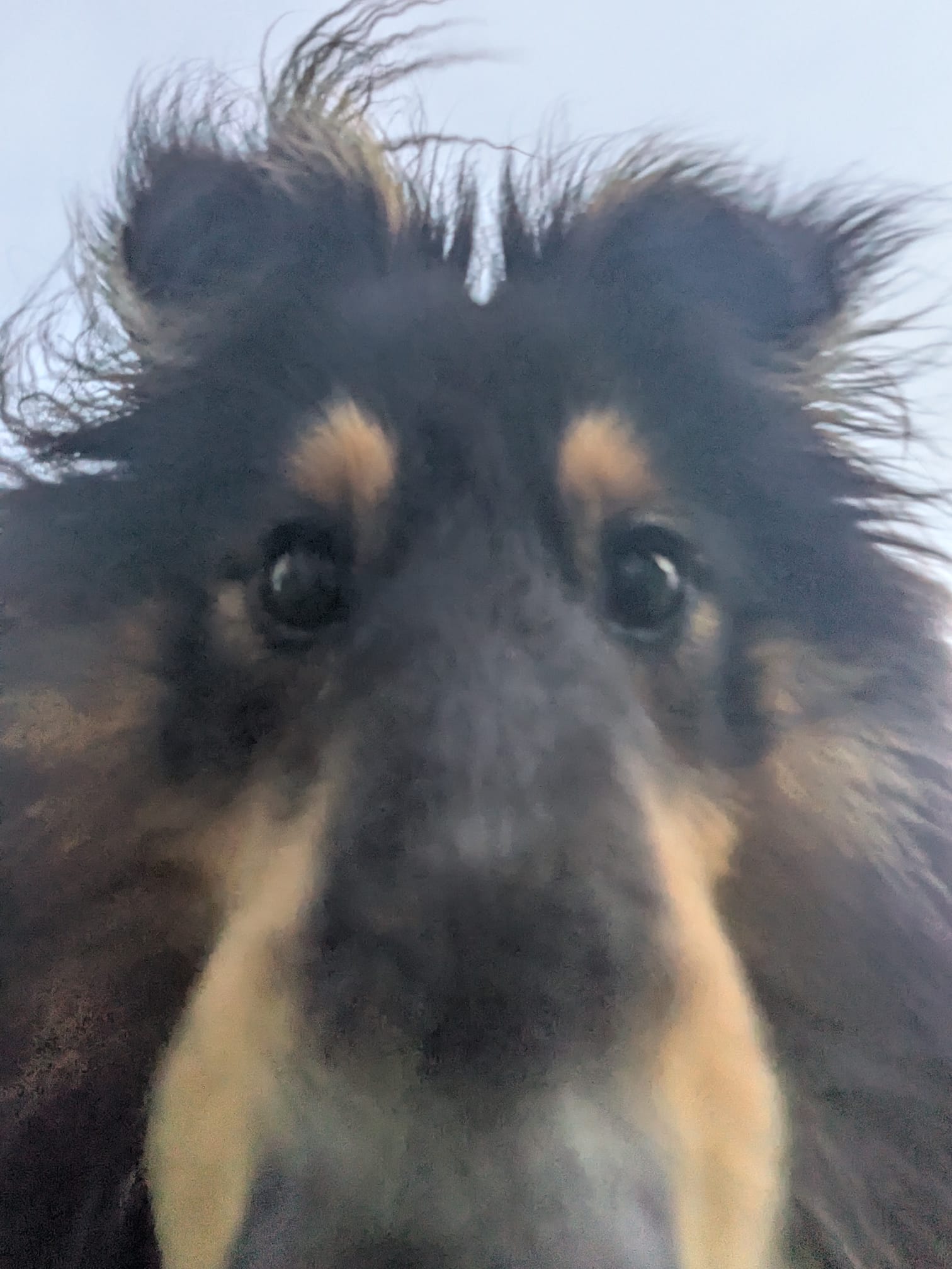 Dog Blank Meme Template
