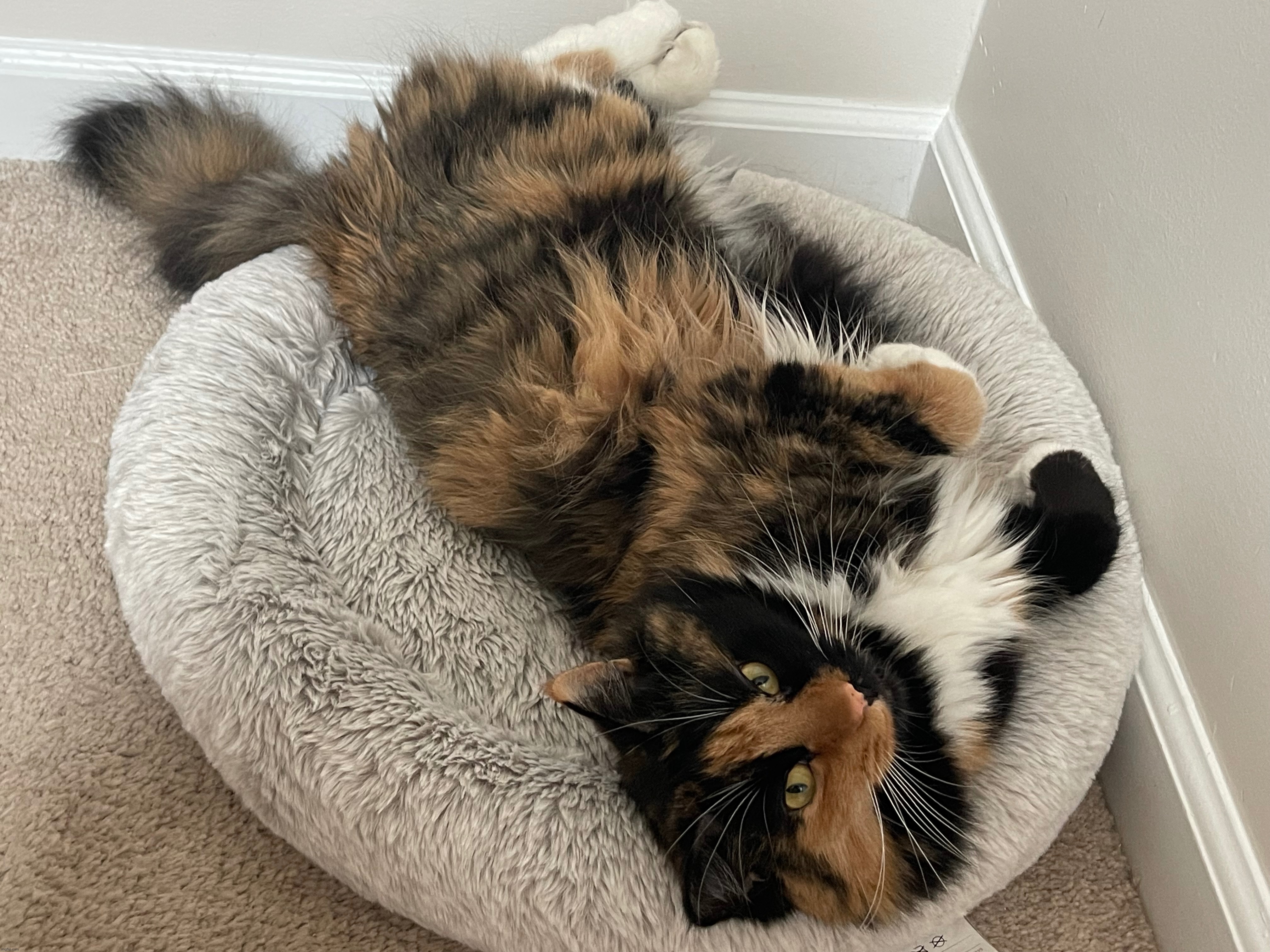This is my friend’s cat. My friend moved today. | made w/ Imgflip meme maker