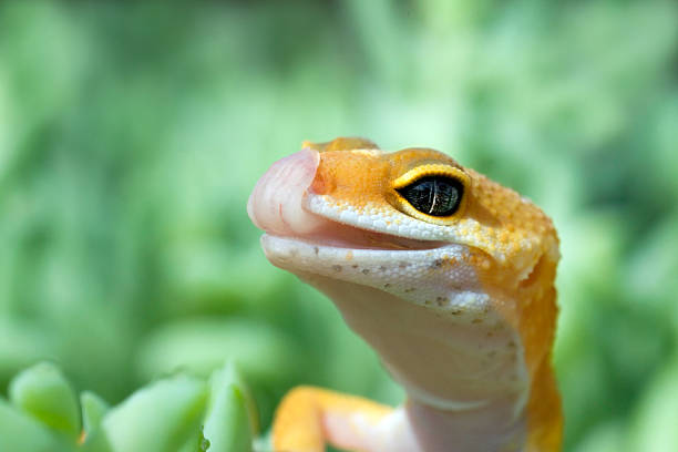 Lizard Blank Meme Template