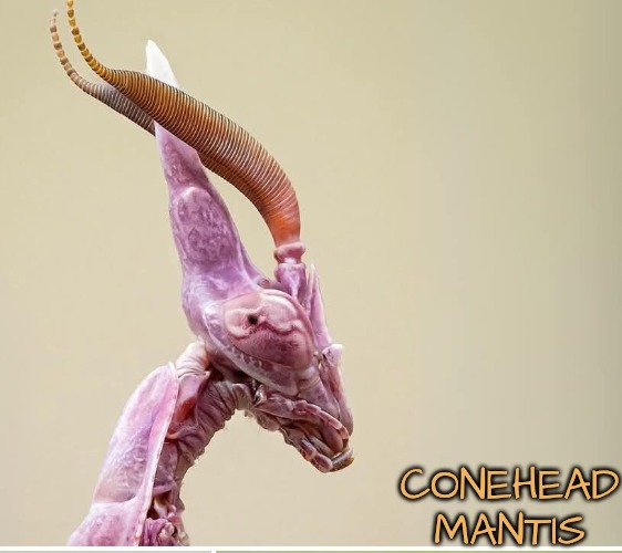 Intrinsic Details | CONEHEAD MANTIS | image tagged in fascinating insects | made w/ Imgflip meme maker