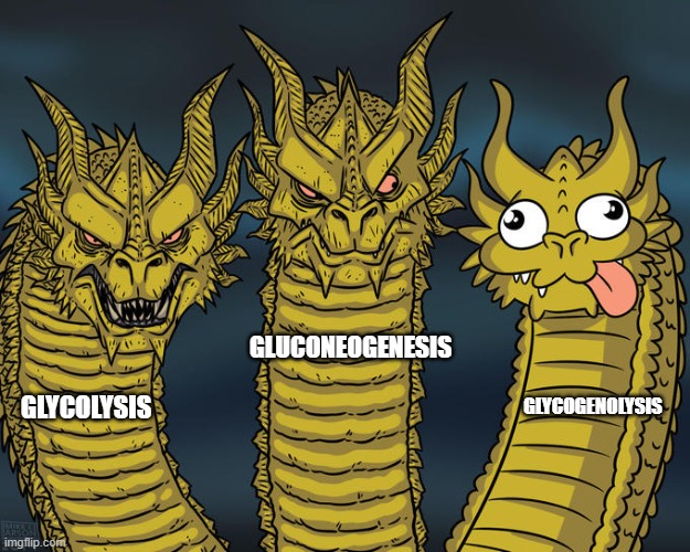 Glucose pathways be like | GLUCONEOGENESIS; GLYCOLYSIS; GLYCOGENOLYSIS | image tagged in three-headed dragon | made w/ Imgflip meme maker