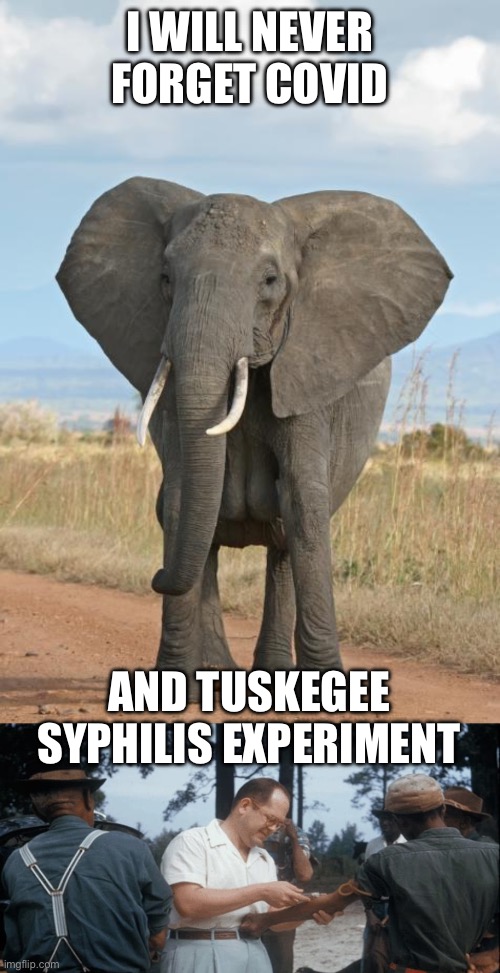 I WILL NEVER FORGET COVID AND TUSKEGEE SYPHILIS EXPERIMENT | image tagged in elephant | made w/ Imgflip meme maker