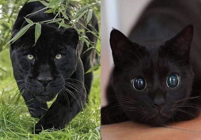 Panther and cat Blank Meme Template