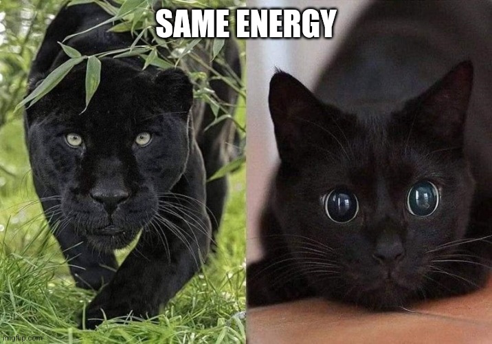 Panther and cat | SAME ENERGY | image tagged in panther and cat | made w/ Imgflip meme maker