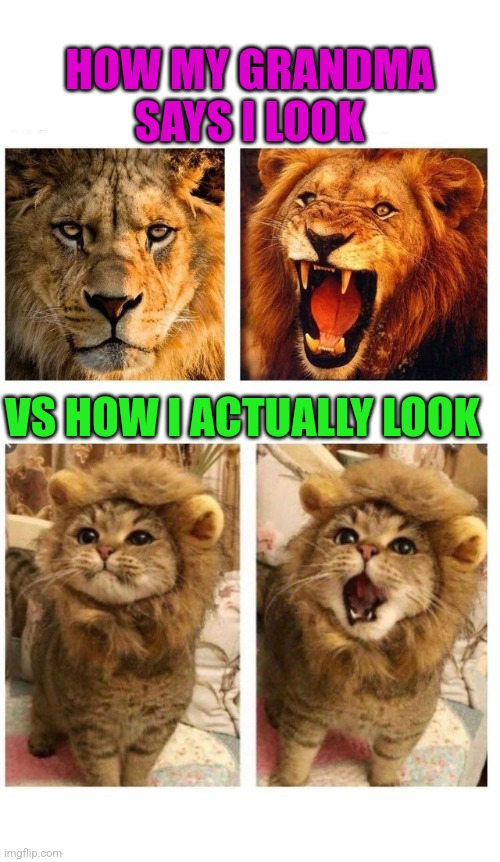 Lion roaring and cat meowing | HOW MY GRANDMA SAYS I LOOK; VS HOW I ACTUALLY LOOK | image tagged in lion roaring and cat meowing | made w/ Imgflip meme maker