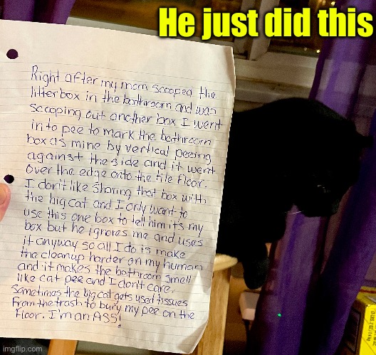 One of my scumbag cats earned a pet shaming tonight | He just did this | image tagged in cats,funny cats,pet shamed,fun,pee,mine | made w/ Imgflip meme maker