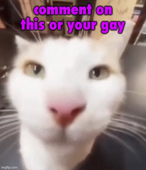 The stare | comment on this or your gay | image tagged in the stare | made w/ Imgflip meme maker