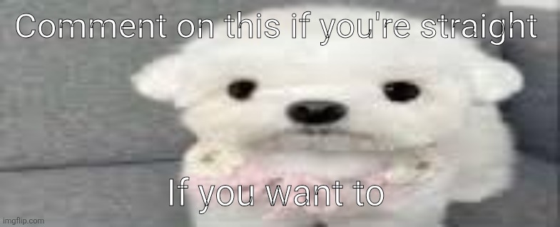 Dog stating | Comment on this if you're straight; If you want to | image tagged in dog stating | made w/ Imgflip meme maker
