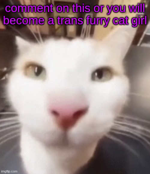 The stare | comment on this or you will become a trans furry cat girl | image tagged in the stare | made w/ Imgflip meme maker