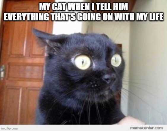 Scared Cat | MY CAT WHEN I TELL HIM EVERYTHING THAT'S GOING ON WITH MY LIFE | image tagged in scared cat | made w/ Imgflip meme maker
