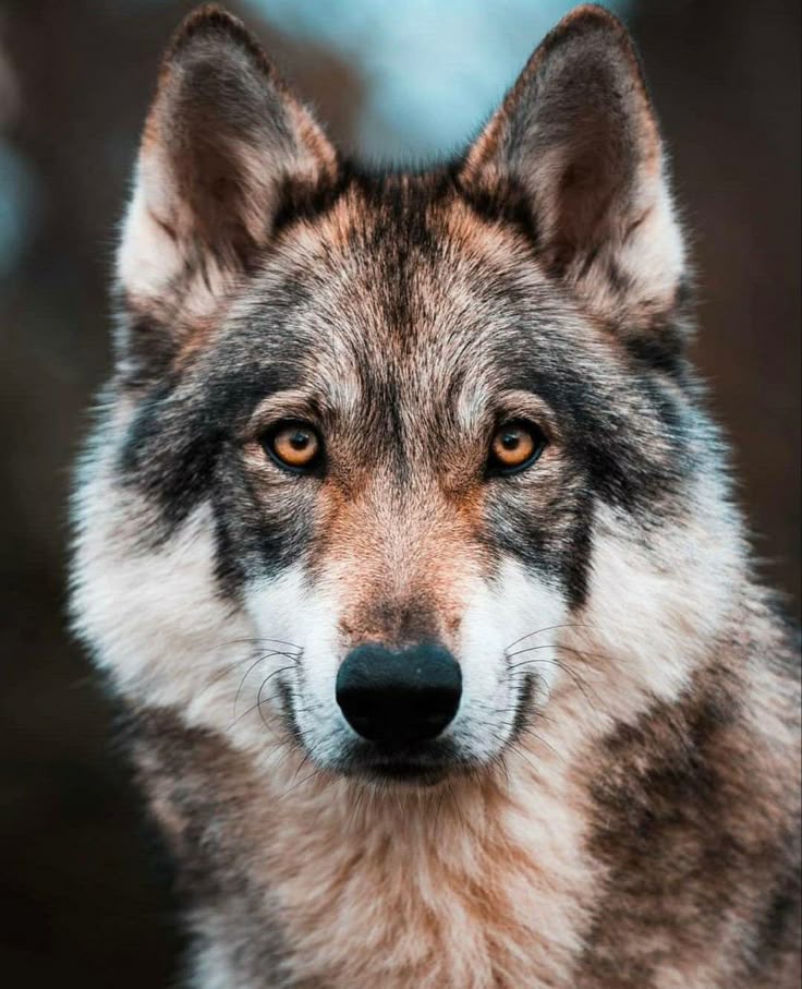 wolf Blank Meme Template