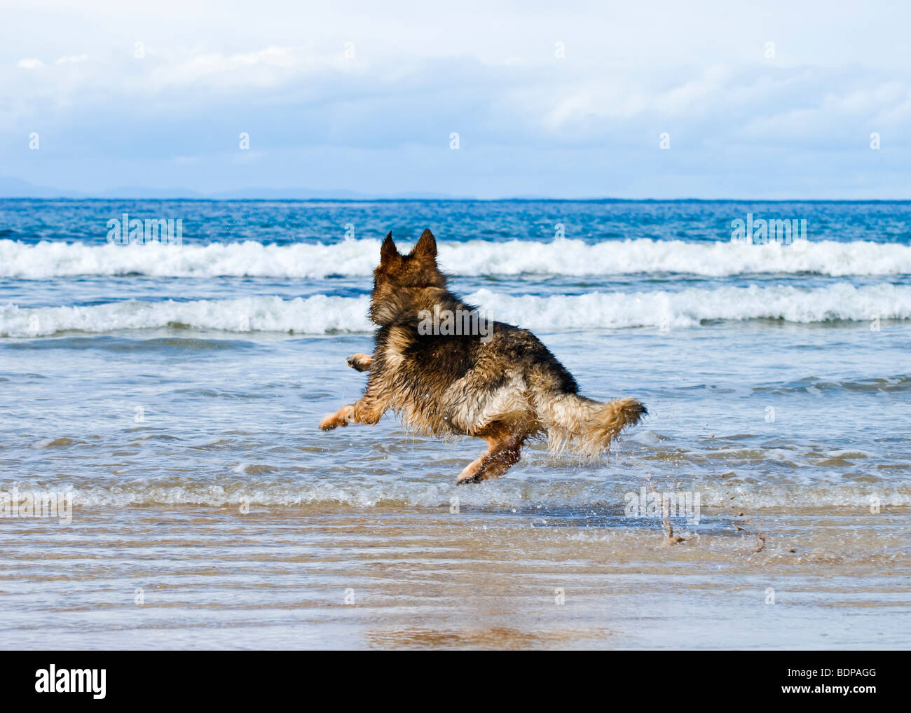 German Shepherd At The Beach Blank Meme Template