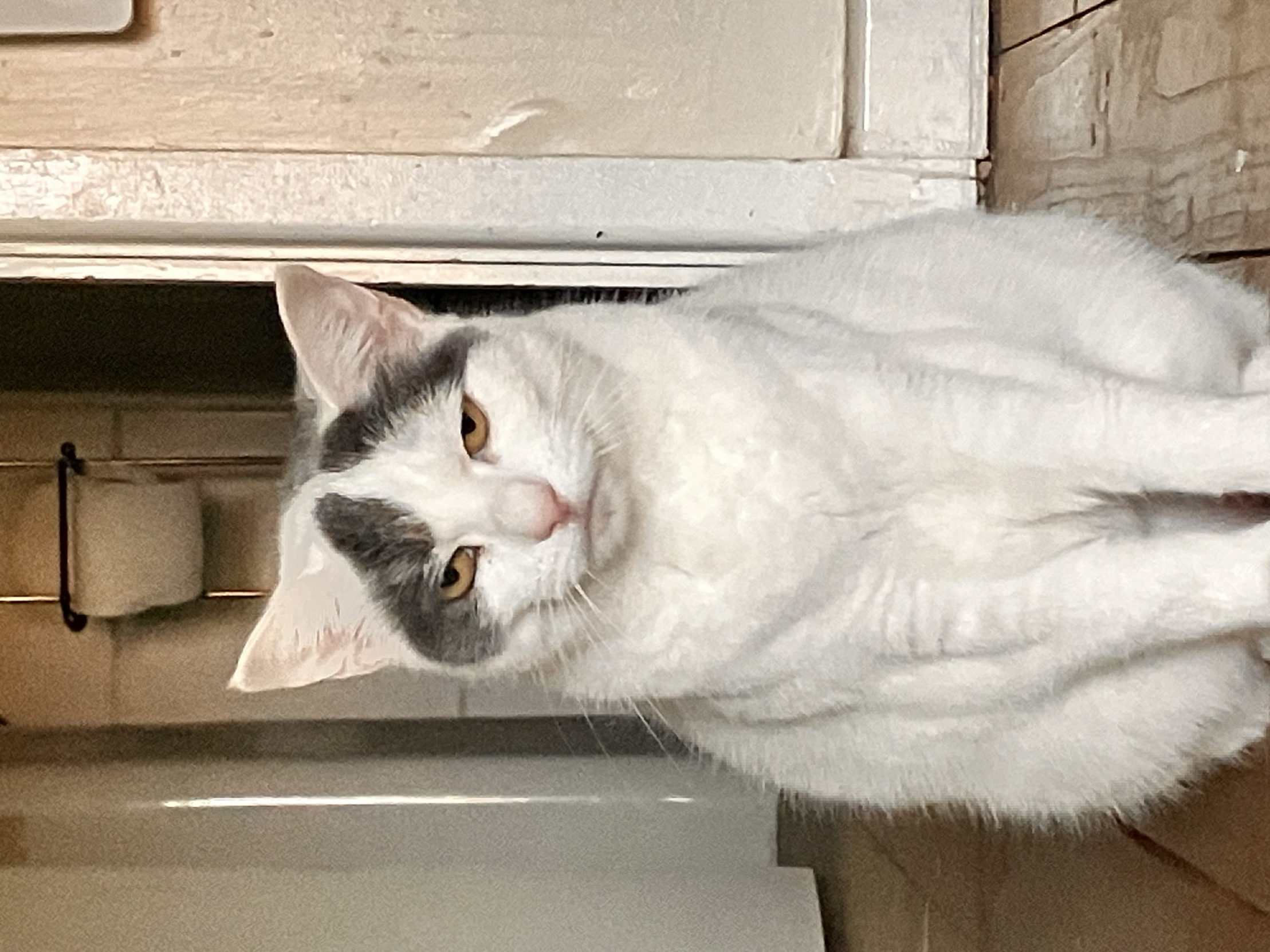 Sigma cat Blank Meme Template
