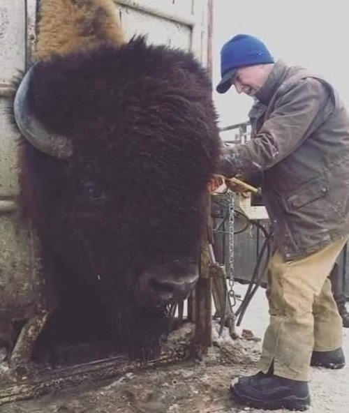 this is an American bison. Did you know they were this big? | image tagged in bison,kewlew | made w/ Imgflip meme maker