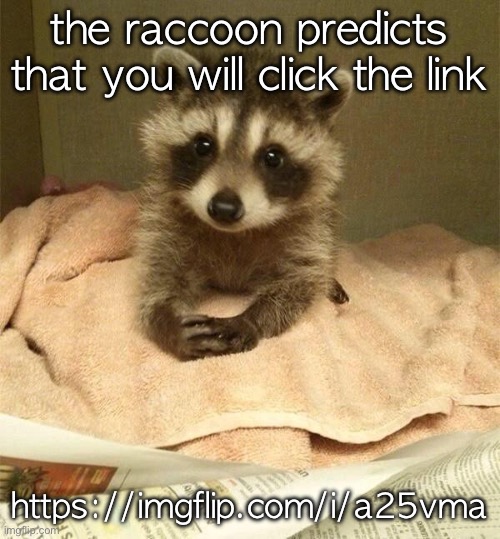 polite raccoon | the raccoon predicts that you will click the link; https://imgflip.com/i/a25vma | image tagged in polite raccoon | made w/ Imgflip meme maker