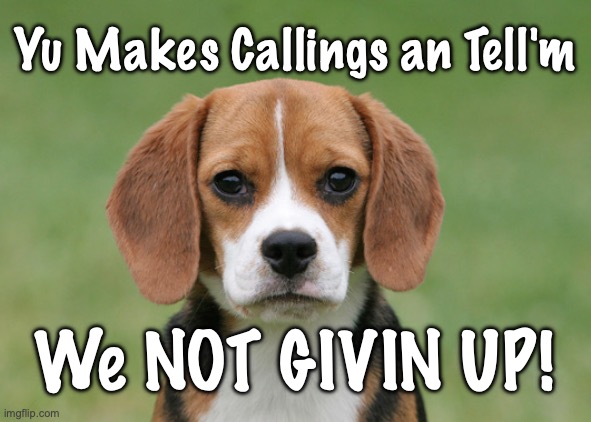 Beagle Not Give Up | Yu Makes Callings an Tell'm; We NOT GIVIN UP! | image tagged in stubborn,determined beagle | made w/ Imgflip meme maker