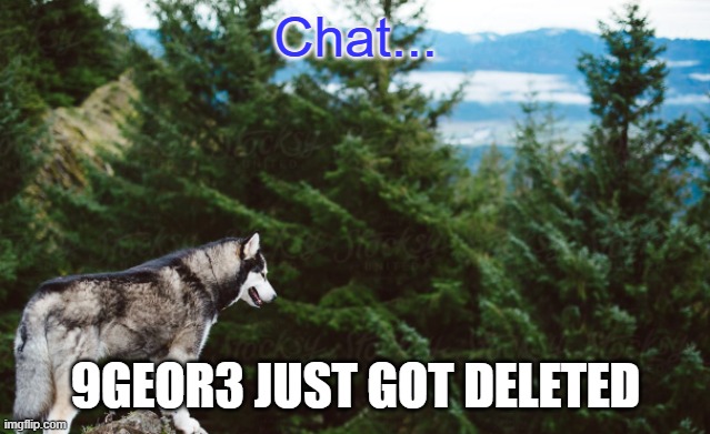 Husky | Chat... 9GEOR3 JUST GOT DELETED | image tagged in husky | made w/ Imgflip meme maker