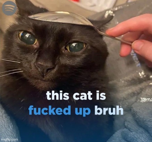 This cat is fucked up bruh | image tagged in this cat is fucked up bruh | made w/ Imgflip meme maker