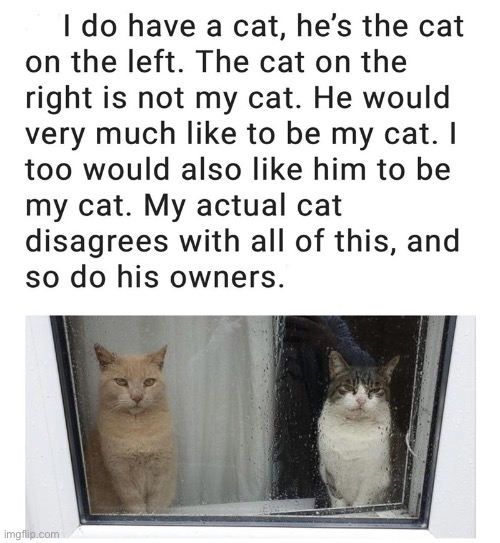 Unique Situation Here | image tagged in cats,funny cat memes,repost,fun,agree,disagree | made w/ Imgflip meme maker