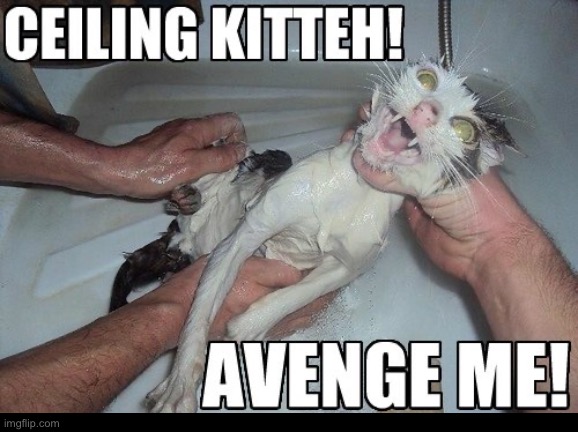 Avenge Meh | image tagged in cats,funny cat memes,avengers,ceiling cat,angry wet cat,help me | made w/ Imgflip meme maker