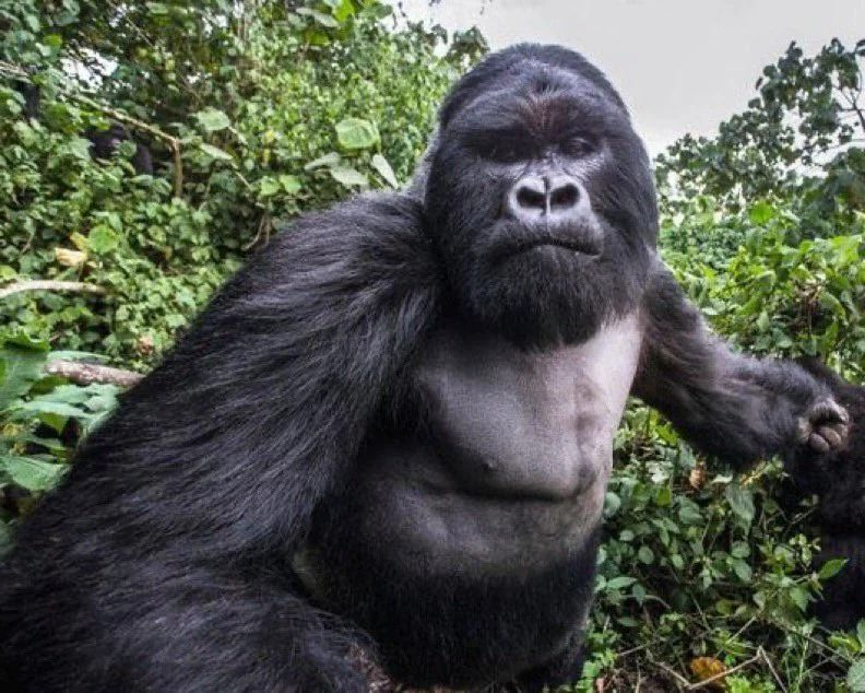 Gorilla Punch Blank Meme Template