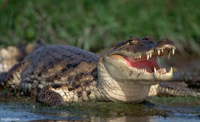 Alligator | image tagged in alligator | made w/ Imgflip meme maker