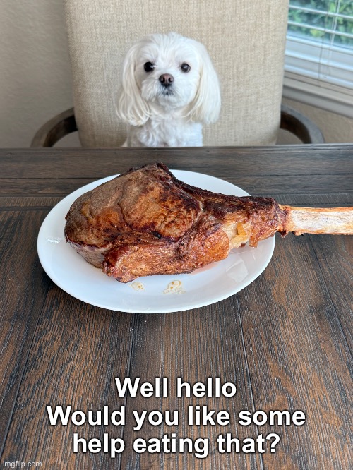 Dexter is having brontosaurus for lunch today. | Well hello
Would you like some help eating that? | image tagged in funny memes,dogs,dexter | made w/ Imgflip meme maker
