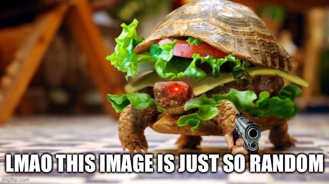 Tortoise sandwich | LMAO THIS IMAGE IS JUST SO RANDOM | image tagged in tortoise sandwich | made w/ Imgflip meme maker